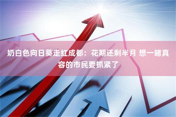 奶白色向日葵走红成都:花期还剩半月 想一睹真容的市民要抓紧了